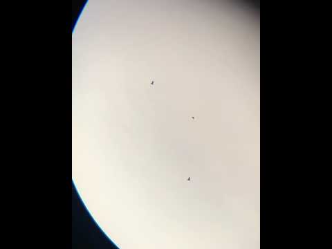 American Crow vs Northern Common Raven: Amazing Aerial Battle! Brooklyn, New York 1/3