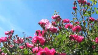 Philip Glass--A Drive in the Country