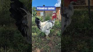 O frango Jujuzinho começou a cantar