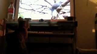 Sommerens sidst sang