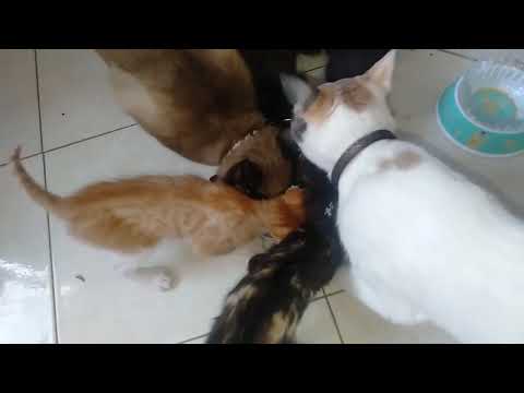 لاعب القطط صغيره