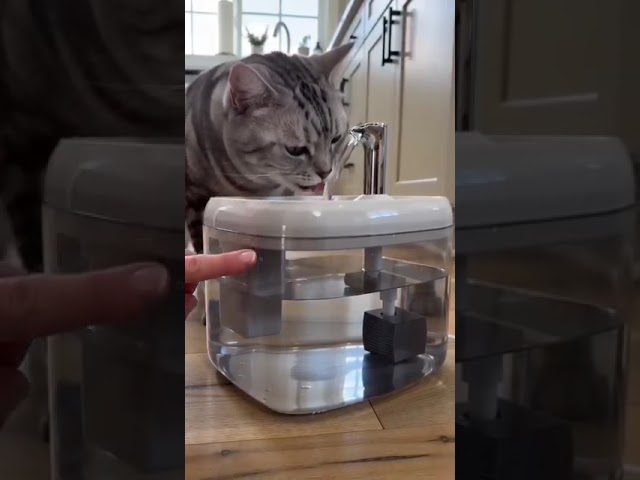 Vídeo relacionado con Cuenco de Agua para Perros sin Salpicaduras con Disco Flotante, alimentador Lento de 1.5 L, antidesbordamiento, antiasfixia, sin derrames, para Perros, Gatos, Cachorros, Gatitos (Rosa)