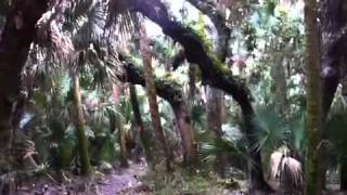 preview picture of video 'Hiking at Hickory Hammock (Florida Trail - Highlands)'