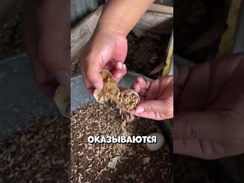 Он кормит уток самым необычным способом #shorts