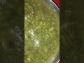 broccoli vegetable soup making. ব্রোকলি ভেজিটেবল সূপ রেসিপি