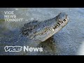 Man Eating Crocodiles Are At Record Numbers Conservationists Love It