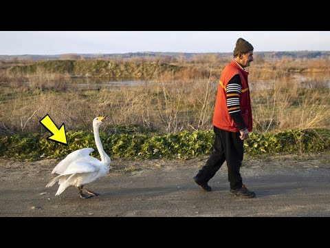 Incredible! Postman saves injured swan - the animal's reaction shocks everyone!