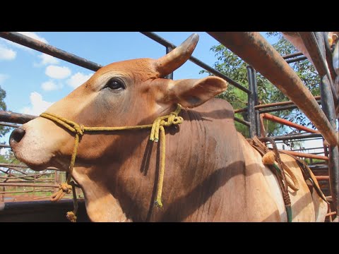 VISITANDO A CIA DE RODEIO A.J 2021 (TREINO)