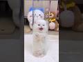 The White Kitten Leap Towards You Cute Kitten Cat Meow