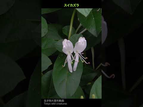 スイカズラは霜を恐れますか？お手入れに関する私たちのアドバイス！  庭園