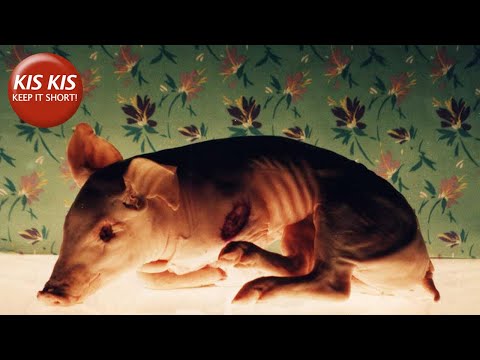 Isle of Flowers - by Jorge Furtado | Awarded satire comparing tomatoes, pigs, and human beings