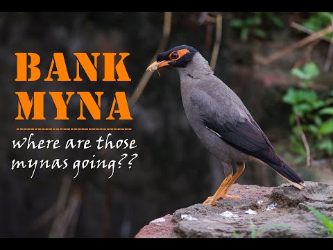 Bank Myna (Birds of India)