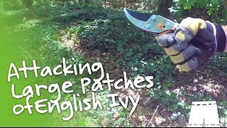 How to Remove English Ivy [Large Patch] | GreenShortz DIY