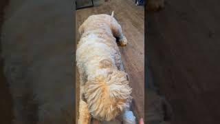 Video preview image #1 Poodle (Standard)-Unknown Mix Puppy For Sale in Pacolet, SC, USA