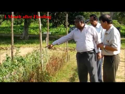 ICAR-IIHR NICRA Field trials on grafted plants under flood situation