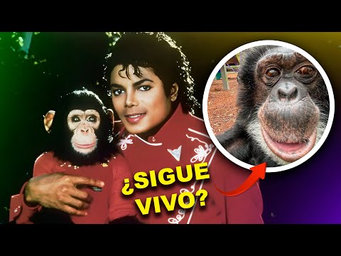 Michael Jackson: ¿Qué pasó con Bubbles? El chimpancé del Rey del Pop | MoonwalkerTV