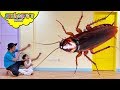 View 9 Cartoon Cute Cockroach