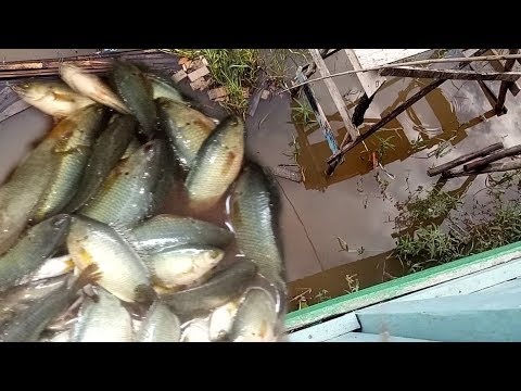 BANJIR JAKARTA MEMBAWA BERKAH||puluhan ikan masuk ke sawah