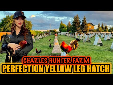Perfection Yellow Leg Hatch ~ CHARLES HUNTER GAMEFARM