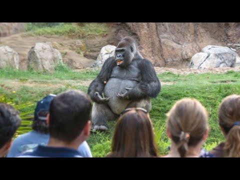 The Funniest GORILLA Compilation.. People's Close Encounters With GORILLAS.😳