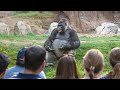 The Funniest GORILLA Compilation People S Close Encounters With GORILLAS