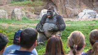 La compilation la plus drôle sur les gorilles... les rencontres de personnes avec des gorilles.