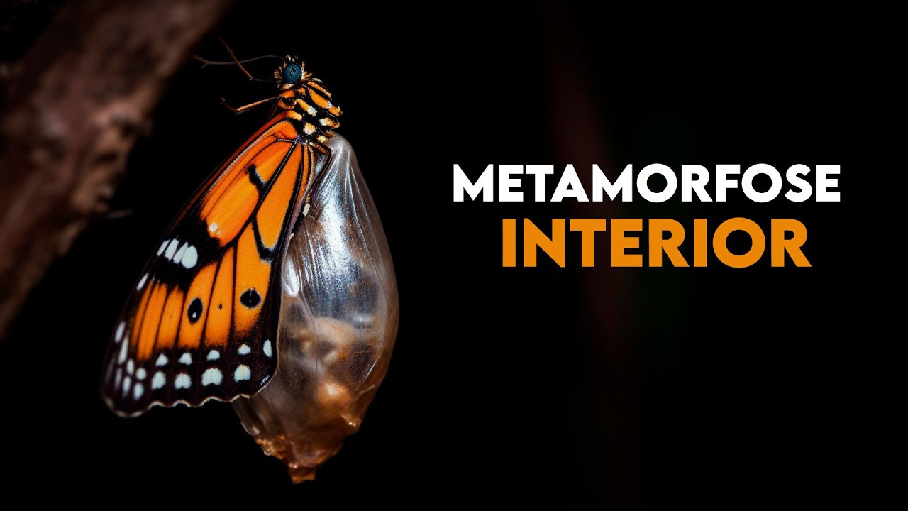 Encontrando Sabedoria nas Adversidades