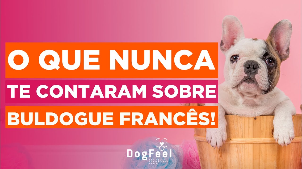 O QUE NUNCA TE CONTARAM SOBRE BULDOGUE FRANCÊS