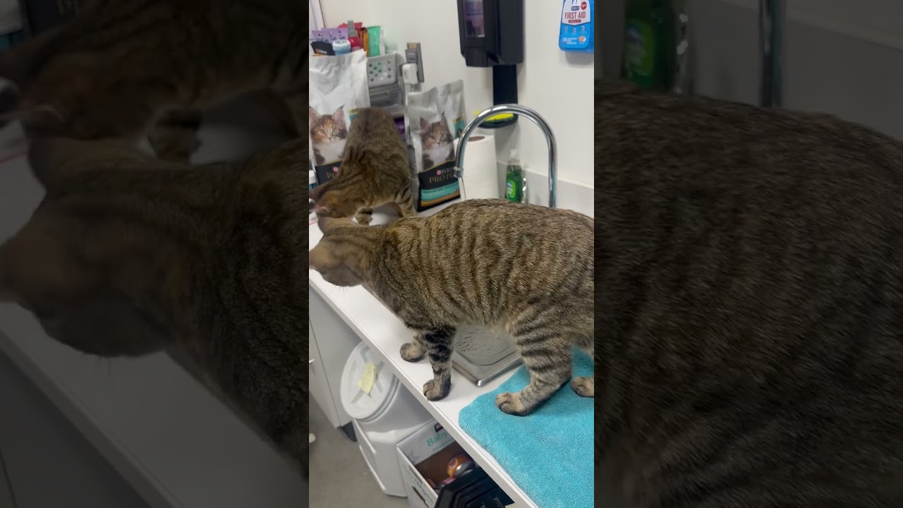 Enlarge Georgia O'Keefe, a Adoptable Domestic Short Hair in Beaufort, SC video 4/6