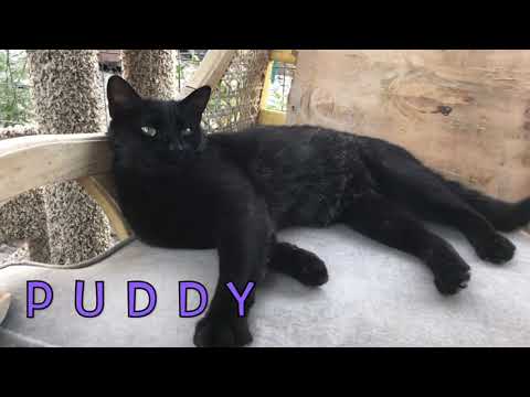 Puddy Cat, an adoptable Domestic Short Hair in Williamsburg, NM_image-1