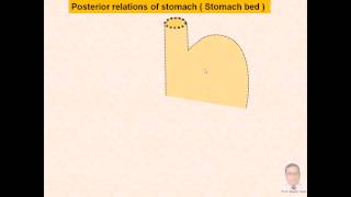 preview picture of video 'Magdy Said,Anatomy Series,Abdomen,14- the stomach,v1.'