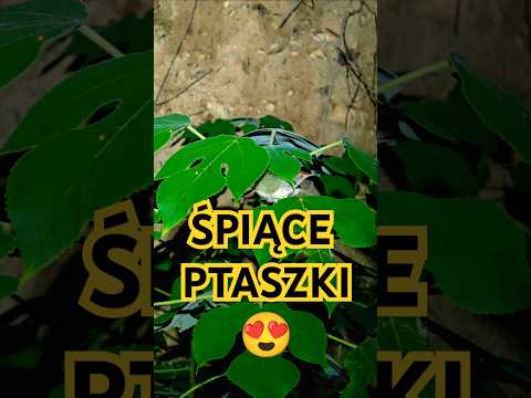 NAJSŁODSZE ŚPIĄCE ZWIERZĘTA #ptaki #zwierzęta #przyroda