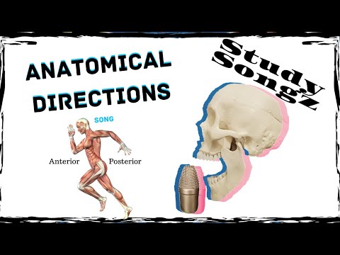 Anatomical Directions & Terms Song - Re edited - Study Songz