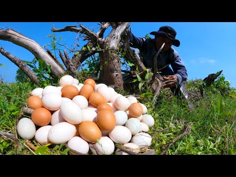 Wow amazing! pick a lots of duck eggs near tree stump by hand / Mr Farmer TV