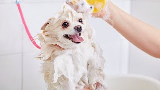 DIY Whitening Dog Shampoo Recipe