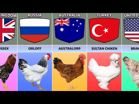 , title : 'Chicken Breeds From Different Countries'