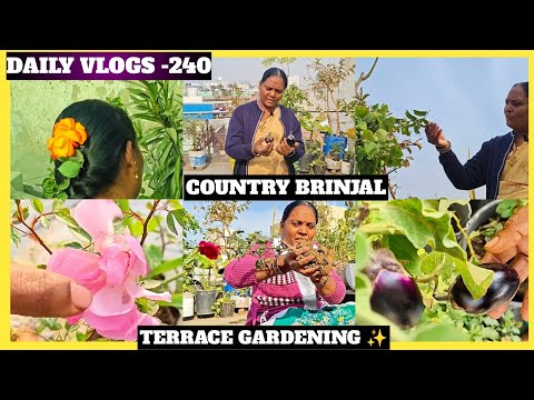 DAILY VLOGS -240 | வீட்டுத் தோட்டம் | TERRACE GARDENING ✨| SIVAGAMI GARDEN 