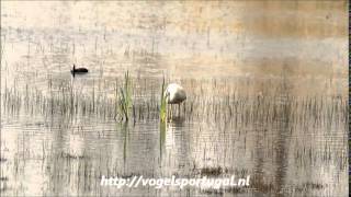 preview picture of video 'Grote Zilverreiger Vogelvakantie Portugal'