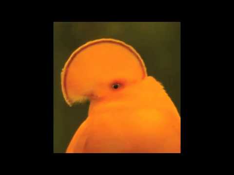 Lumerians - Murder Dubbs