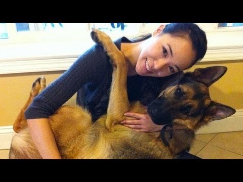 Dunder's favorite trick Being a Baby - German Shepherd