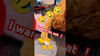 2026/5/26_87 貪偷吃SV #橘ひなの #橘貓 #橘猫 #貓咪日常 #cat #cute #貓貓日常 #貓貓 #可愛い猫 #貓咪