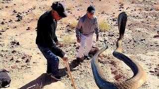 🔴اخطر مغامره ساعات من الحفر من اجل صيد الكوبرا العنيده