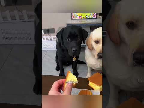 Esse Cachorrinho Fofo tem um Coração Bondoso 🐶❤️