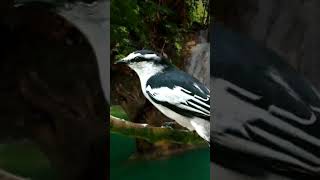 Download lagu Suara burung Kapasan Kemiri mp3