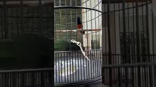 Download lagu MURAI BATU KITARO SI NAFAS SETAN (Original KITARO) mp3