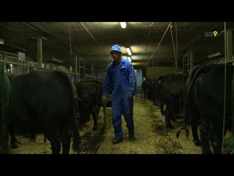 download lagu mp3 mp4 Vache Herens Weebly, download lagu Vache Herens Weebly gratis, unduh video klip Vache Herens Weebly