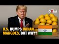 Why US Turned Away 500 000 Worth Of Indian Mangoes India Today Global