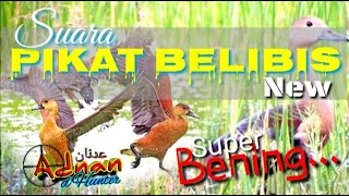 Download lagu 🔵 Suara Pikat Belibis Kembang || Terbaru mp3 Download lagu 🔵 Suara Pikat Belibis Kembang || Terbaru mp3