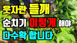 긴 장마에 웃자란 들깨 순치는 이렇게해야 두배수확 / 들깨에따라 순치는 방법을 달리해야 다수확해요
