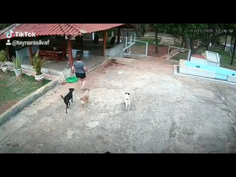 Cachorrinho FDP remix - trolando a dona.